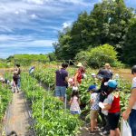 【千葉市】ガイヤファームで収穫体験。いちご狩りや夏野菜BBQ・サツマイモ堀など季節ごとに楽しめます